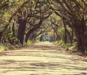 Long chemin perdu au milieu d'une forêt