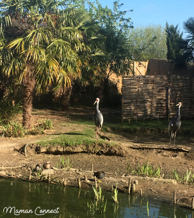 Martin pêcheur Wetland Center