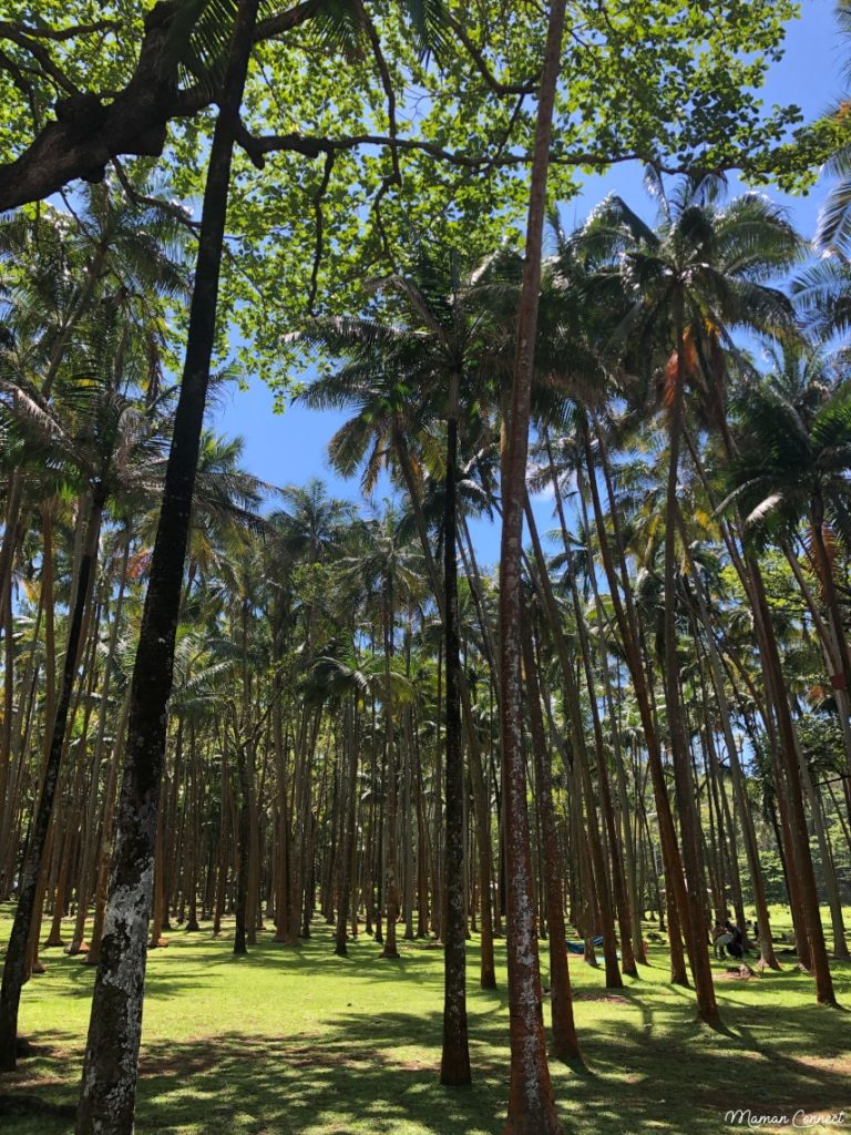 Cocoterai Anse des cascades