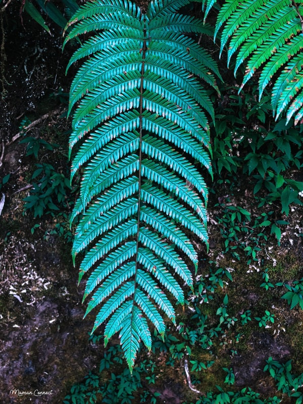 Fougères forêt Belouve