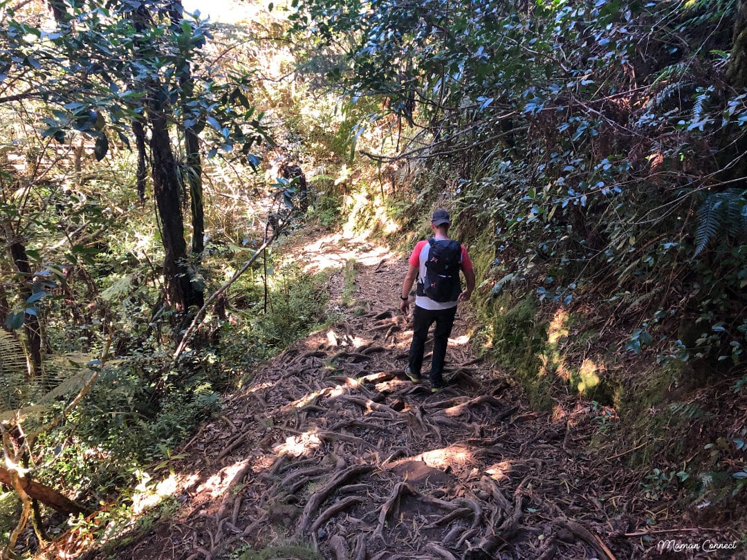 Racines forêt Belouve