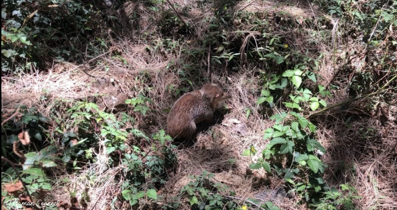 Tangue Réunion